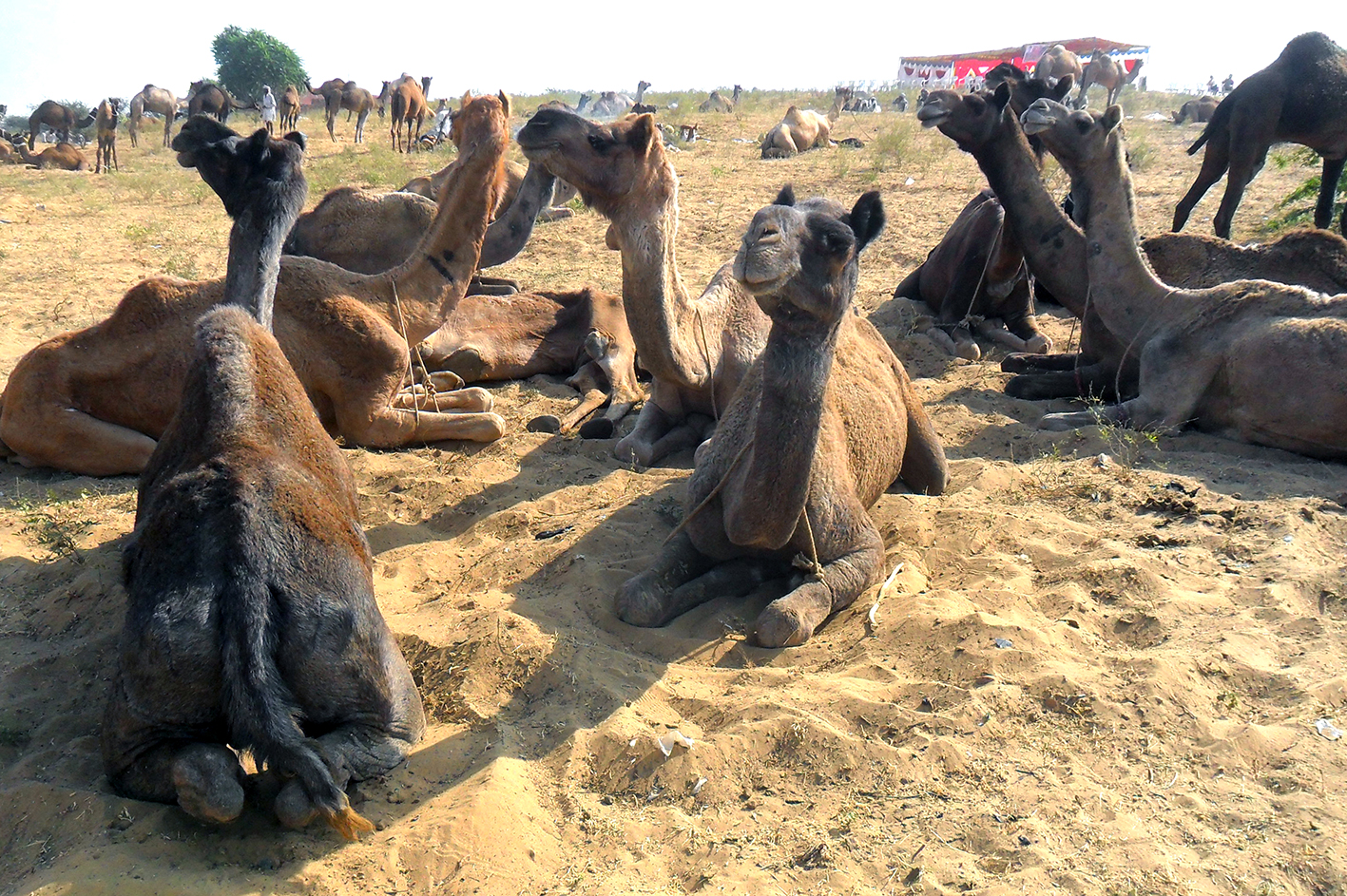 Rajasthan eyaleti 1 rajasthan.deve