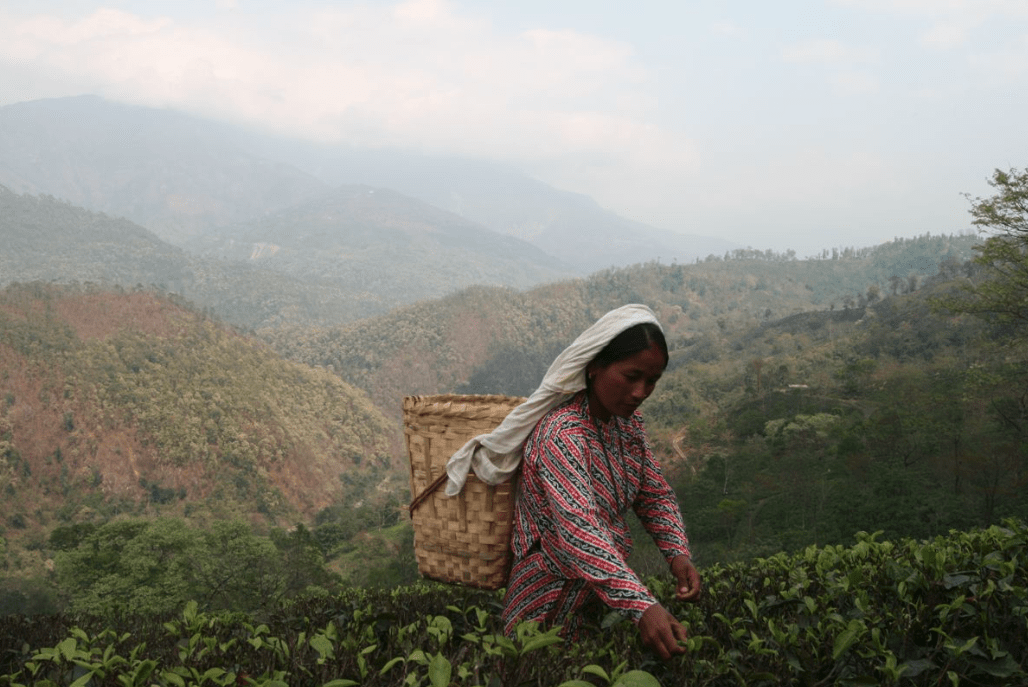 Darjeeling çay