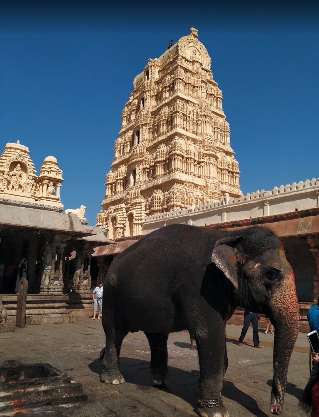 Tapınakta fil