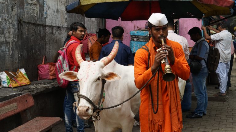 Hindistan’da inekler neden kutsaldır?