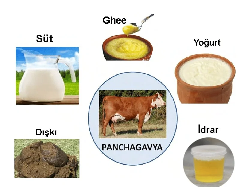 Panchagavya