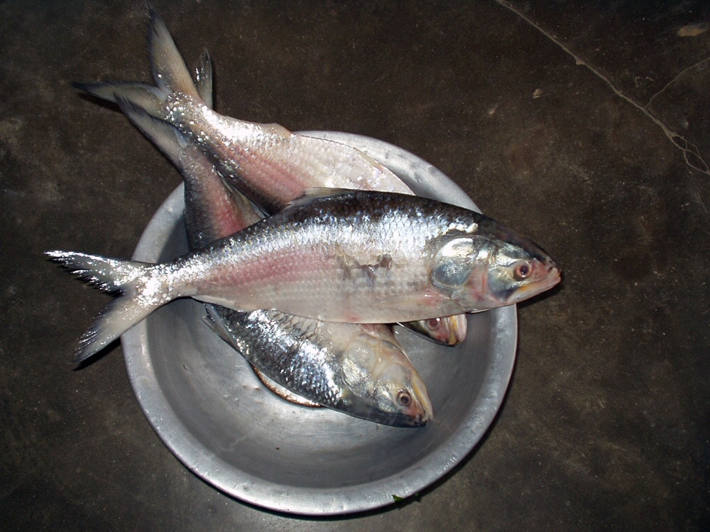 Hilsa Balığı