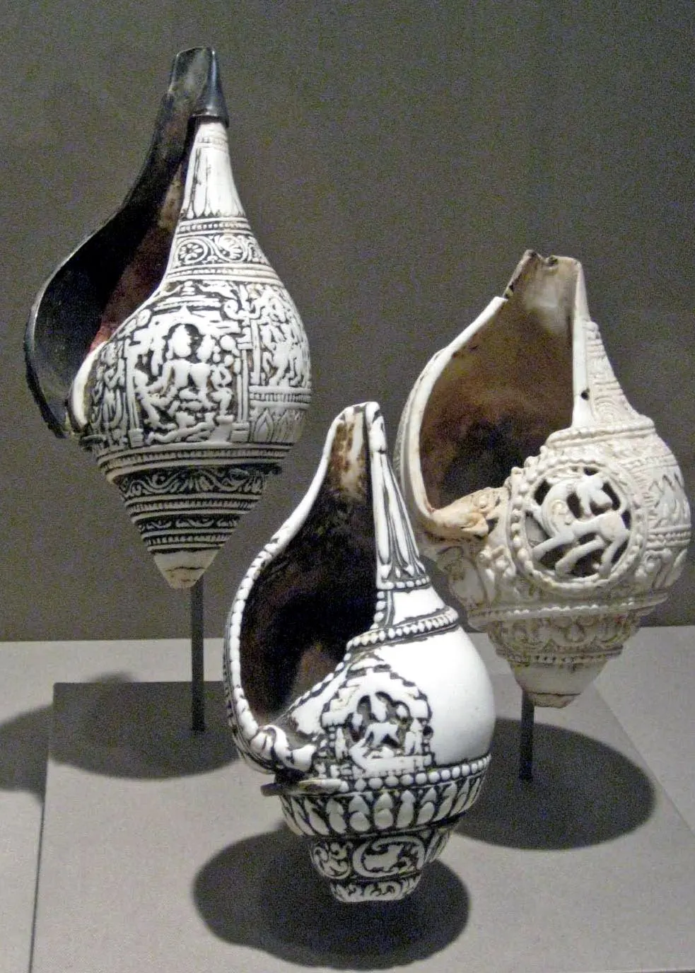 Shanka deniz kabukları