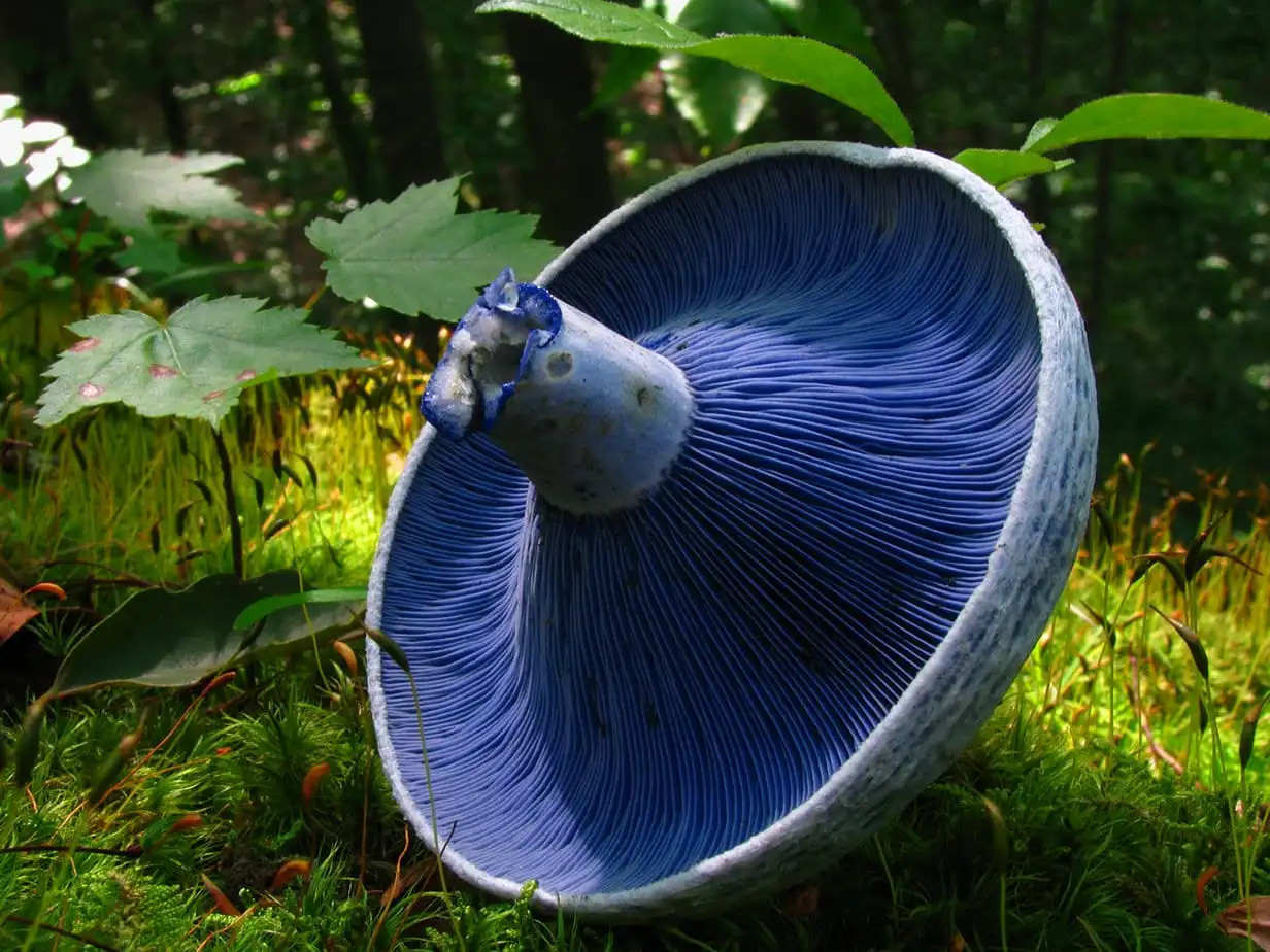 ingiliz indigo