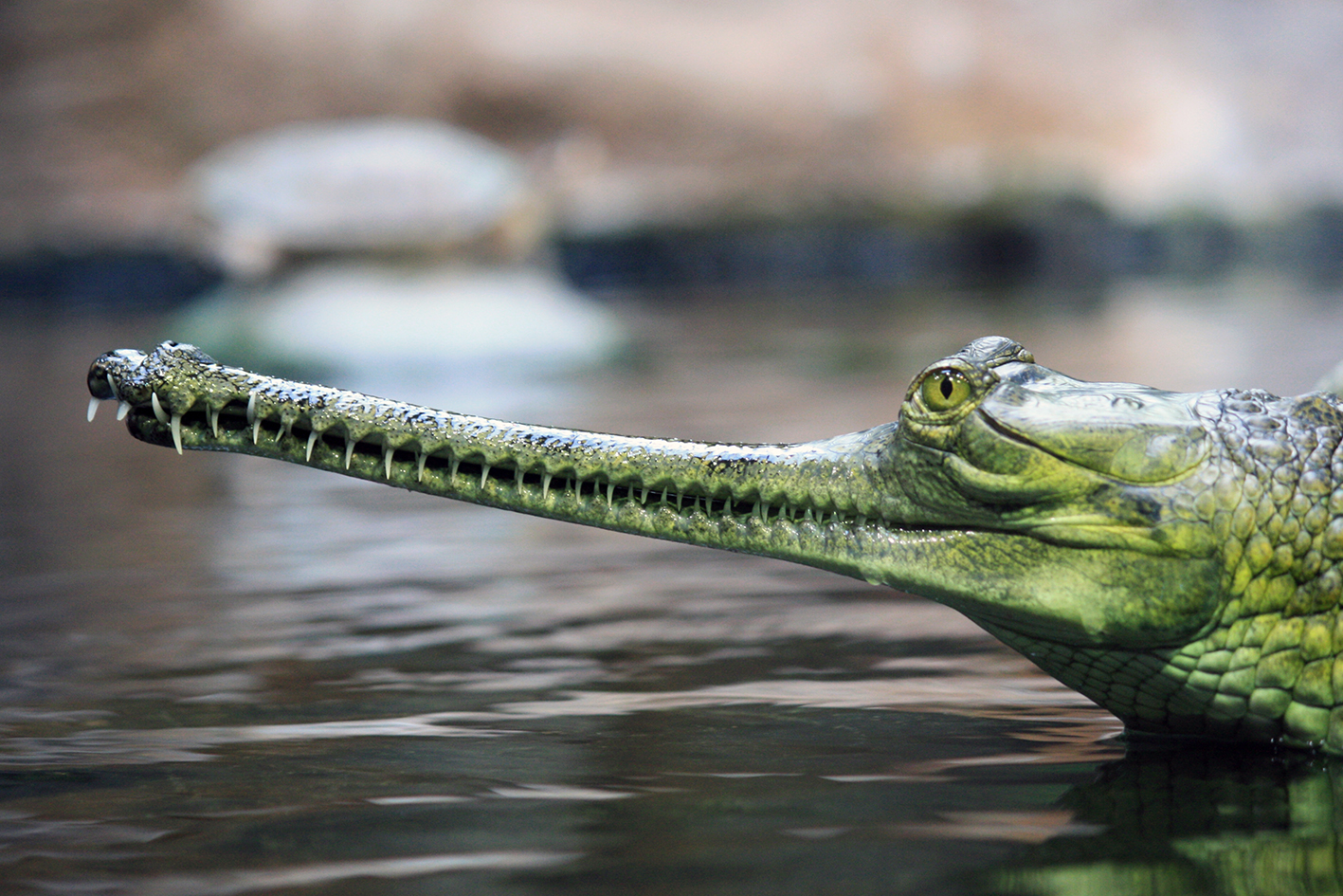 Ganj Nehri 8 ganj gharial